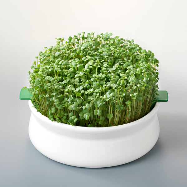 VAS DE CERAMICA CU SITA PENTRU GERMINARE SEMINTE MUCILAGINOASE